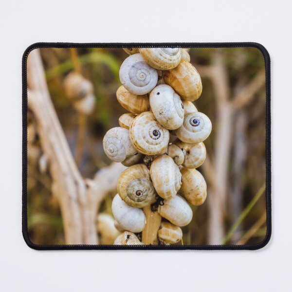 Item preview, Cluster of White Garden Snails on Dry Plant Stem Close-Up Macro Nature Texture designed and sold by Nmallia.