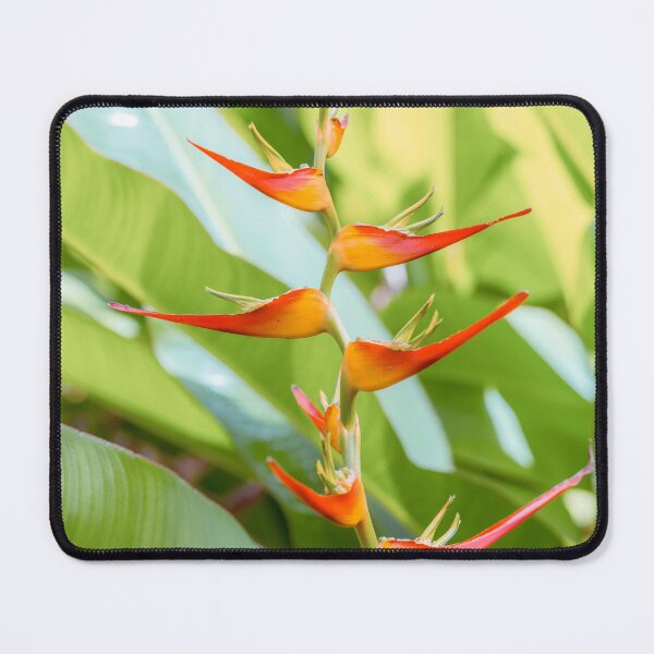 Item preview, Lobster Claw Plant designed and sold by assaf.