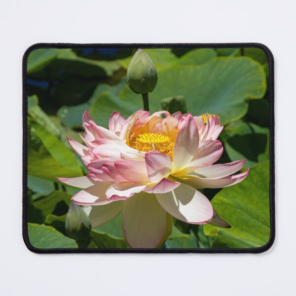 Item preview, Summer Zen: Pink Sacred Lotus Flower in Full Bloom designed and sold by Twisted Light Images.