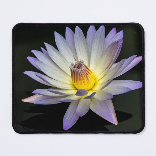 Item preview, Purple Water Lily in Full Bloom designed and sold by Twisted Light Images.