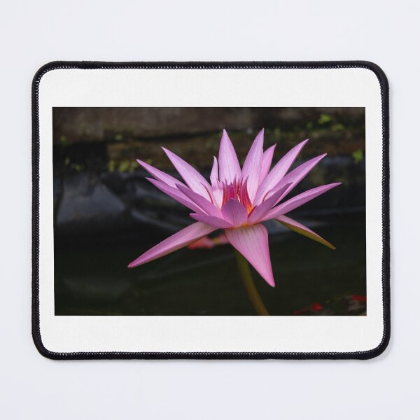 Item preview, Pink Water Lily in Full Bloom designed and sold by Twisted Light Images.