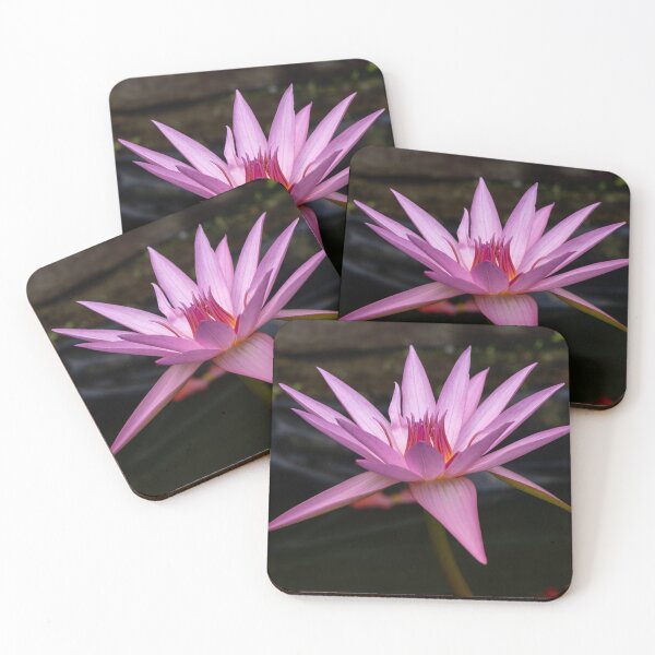 Item preview, Pink Water Lily in Full Bloom designed and sold by Twisted Light Images.