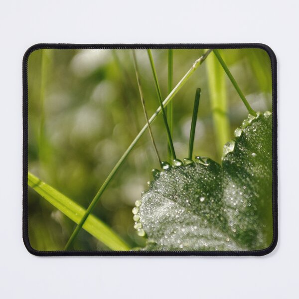Item preview, Dew on lady's mantle designed and sold by Riyou163.