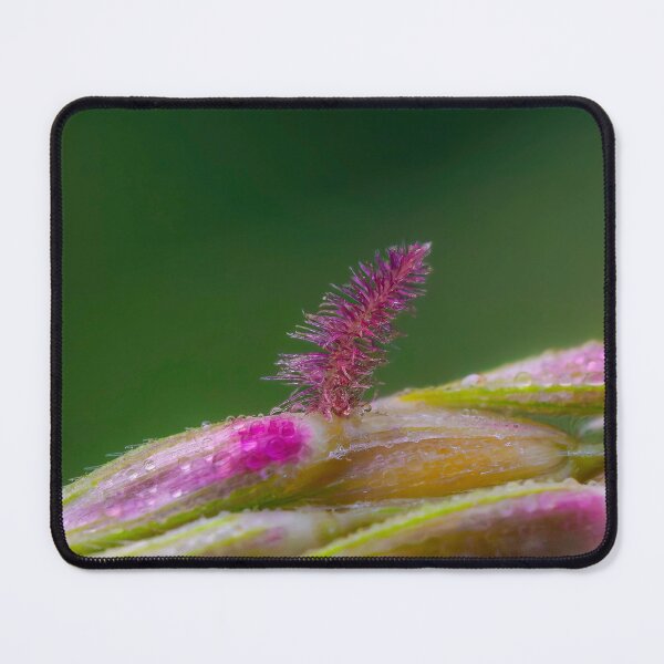 Item preview, Flowering Spikelet designed and sold by Ralph Goldsmith.
