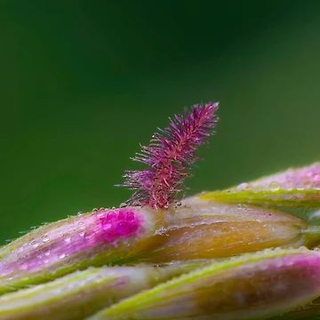 Artwork thumbnail, Flowering Spikelet by Ralph Goldsmith