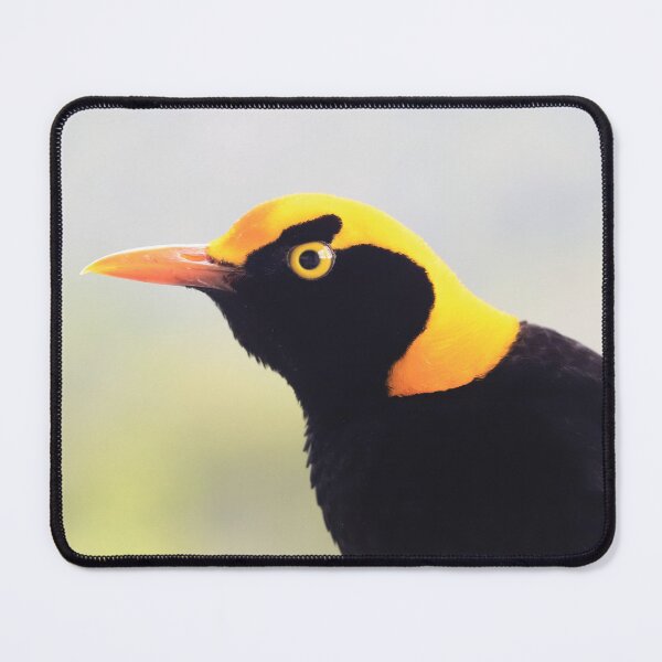Item preview, Regent Bowerbird close up designed and sold by Rachel Elizabeth Photography.