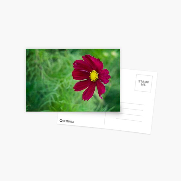 Cosmos Postcard