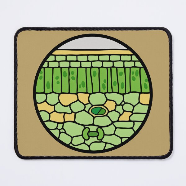 Item preview, Plant Leaf Cross Section Anatomy - Botany & Biology Science Art designed and sold by Molecularmerch.