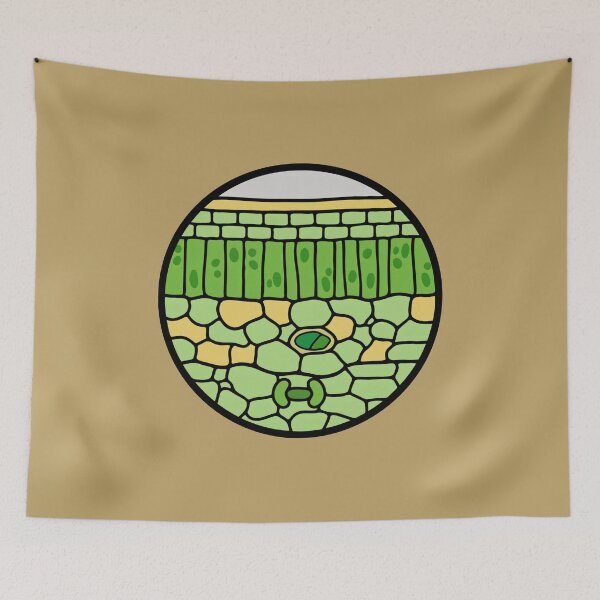 Item preview, Plant Leaf Cross Section Anatomy - Botany & Biology Science Art designed and sold by Molecularmerch.