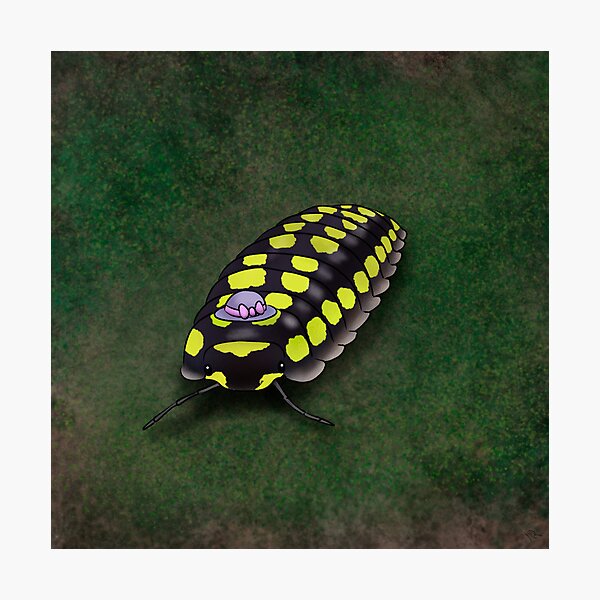 Item preview, Gestroi's pill woodlouse designed and sold by LoeverofAnimals.