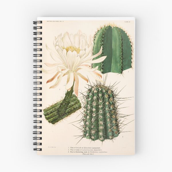 Item preview, The Cactaceae Vol. 2 1919 designed and sold by Gilmour-Prints.