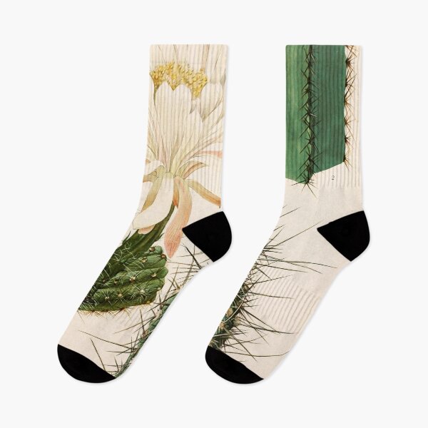 Item preview, The Cactaceae Vol. 2 1919 designed and sold by Gilmour-Prints.