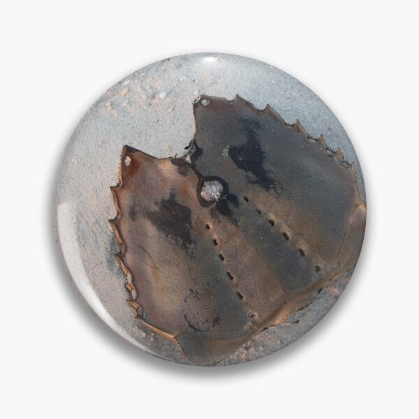 Item preview, Shell of a horseshoe crab designed and sold by gratogratto.