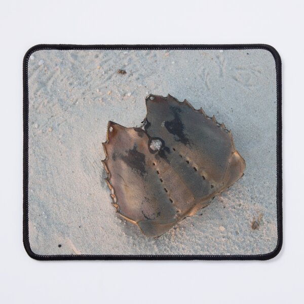 Item preview, Shell of a horseshoe crab designed and sold by gratogratto.
