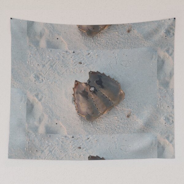 Item preview, Shell of a horseshoe crab designed and sold by gratogratto.
