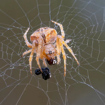 Artwork thumbnail, Orb Weaver 2 by Ralph Goldsmith
