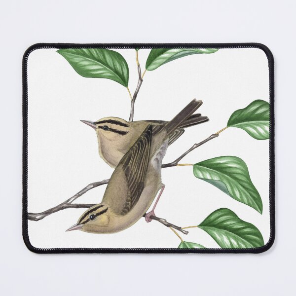 Item preview, Worm-eating Warbler (Helmitheros vermivorum) designed and sold by JadaFitch.