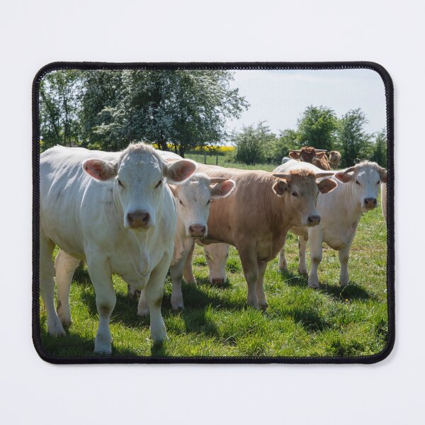 Item preview, group of cows designed and sold by Por_photos.