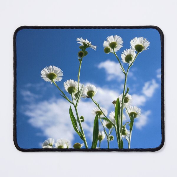 Item preview, Wild Daisies Under Bright Blue Sky Photography designed and sold by Nature Moments.