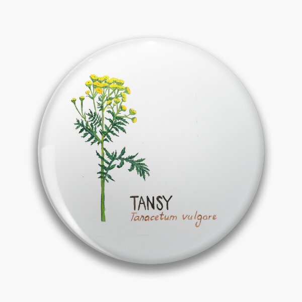 Artikelvorschau, Rainfarn - Tanacetum vulgare entworfen und verkauft von kindbotanicals.