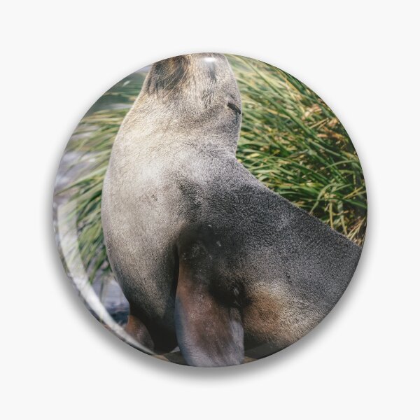 Item preview, Fur Seal Basking on a Rock South Georgia Island designed and sold by PhotoArt by Joan Carroll.
