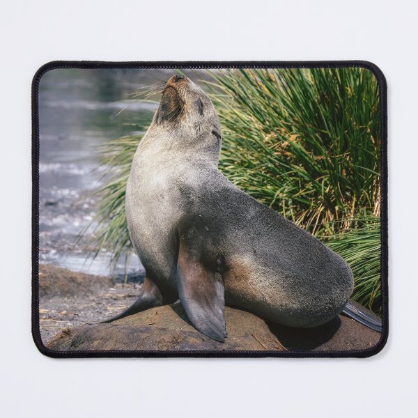 Item preview, Fur Seal Basking on a Rock South Georgia Island designed and sold by PhotoArt by Joan Carroll.