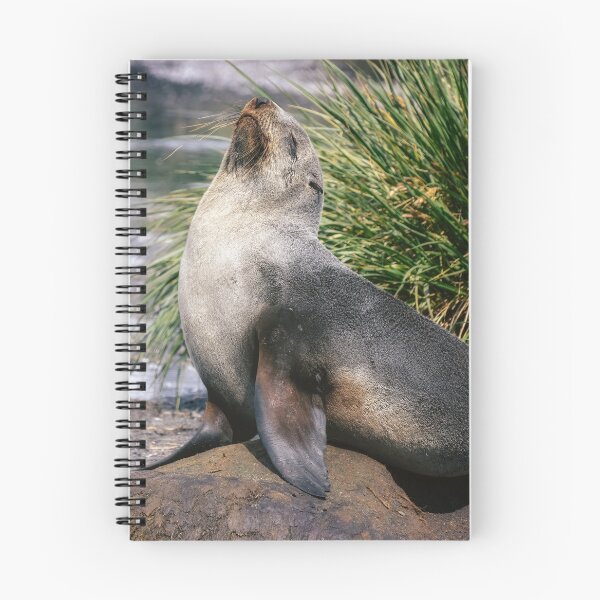 Item preview, Fur Seal Basking on a Rock South Georgia Island designed and sold by PhotoArt by Joan Carroll.
