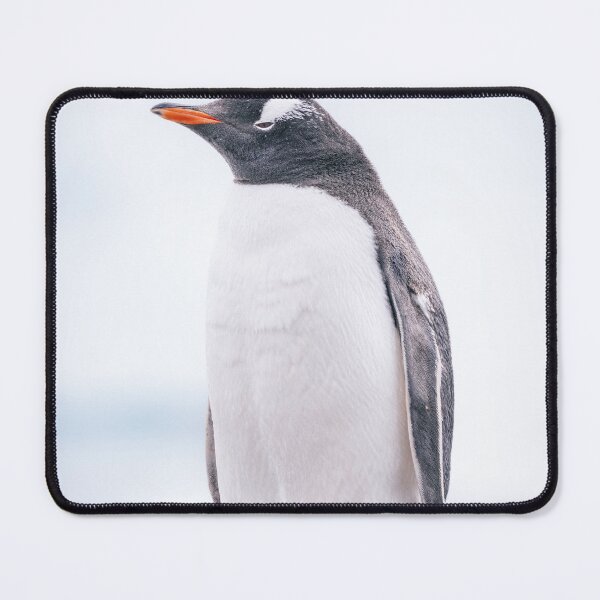 Item preview, Gentoo Penguin on Cuverville Island 2 designed and sold by PhotoArt by Joan Carroll.