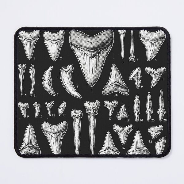 Item preview, Megalodon Shark Teeth Paleontology Fossil Specimens designed and sold by legendaryskins.