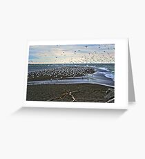 Gull Point Greeting Card
