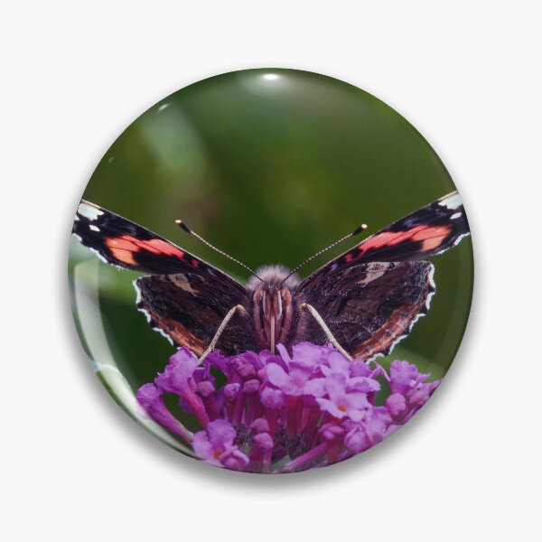 Item preview, Vanessa atalanta, the red admiral  designed and sold by Tom McPherson Photography.