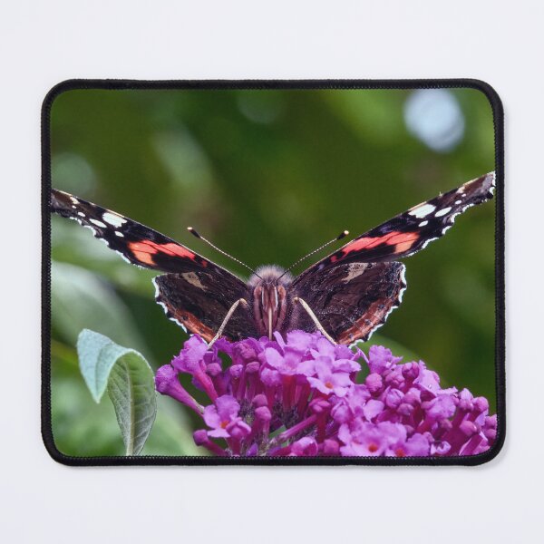 Item preview, Vanessa atalanta, the red admiral  designed and sold by Tom McPherson Photography.