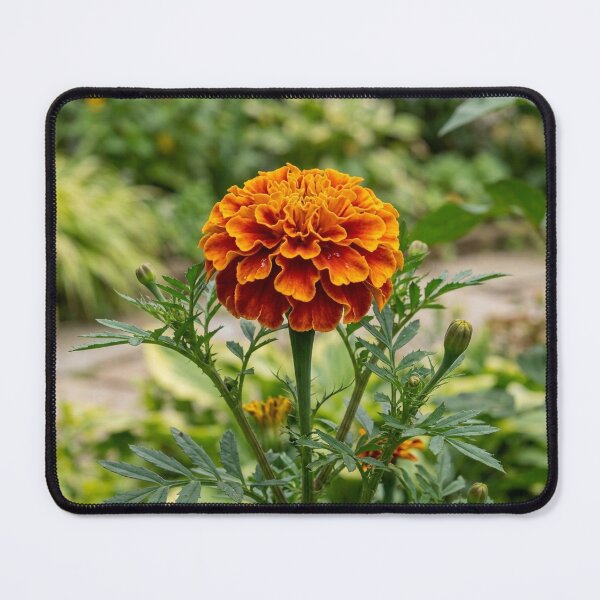 Item preview, Flamboyant French Marigold – Orange and Red Botanical Flower designed and sold by manuiatane.