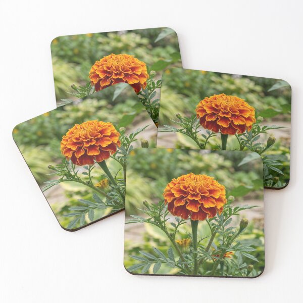 Item preview, Flamboyant French Marigold – Orange and Red Botanical Flower designed and sold by manuiatane.