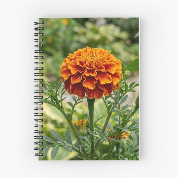 Item preview, Flamboyant French Marigold – Orange and Red Botanical Flower designed and sold by manuiatane.