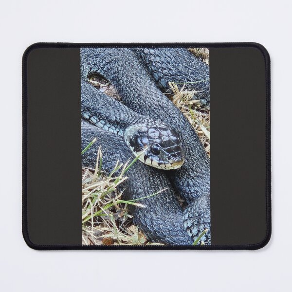 Item preview, Nature Sweden. Female Grass Snake Lake Boren Östergötland Sweden designed and sold by EmerentiaSkoog.