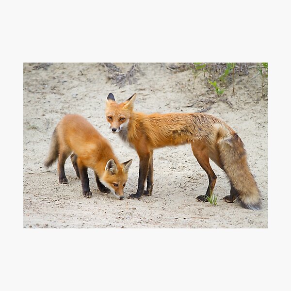 Red fox family Photographic Print