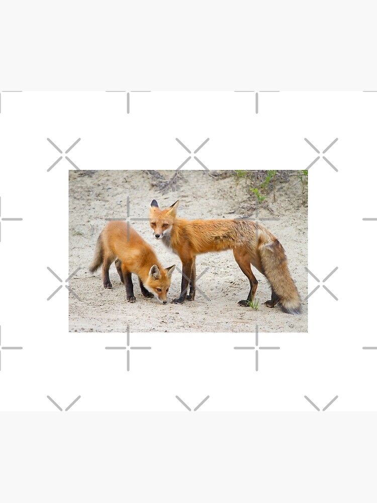 Red fox family by darby8