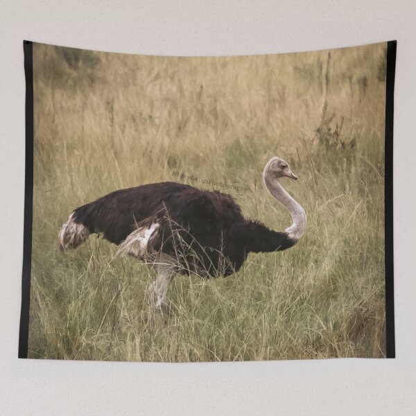 Item preview, Lone ostrich  designed and sold by NickyLeighPhoto.