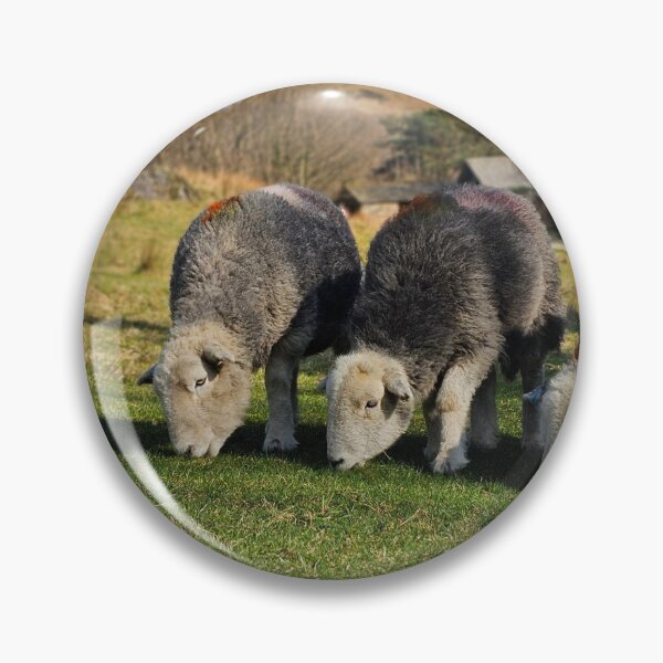 Item preview, Munching Herdwicks designed and sold by Kat Simmons.