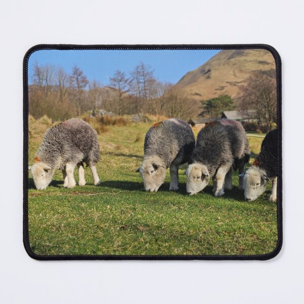 Item preview, Munching Herdwicks designed and sold by Kat Simmons.