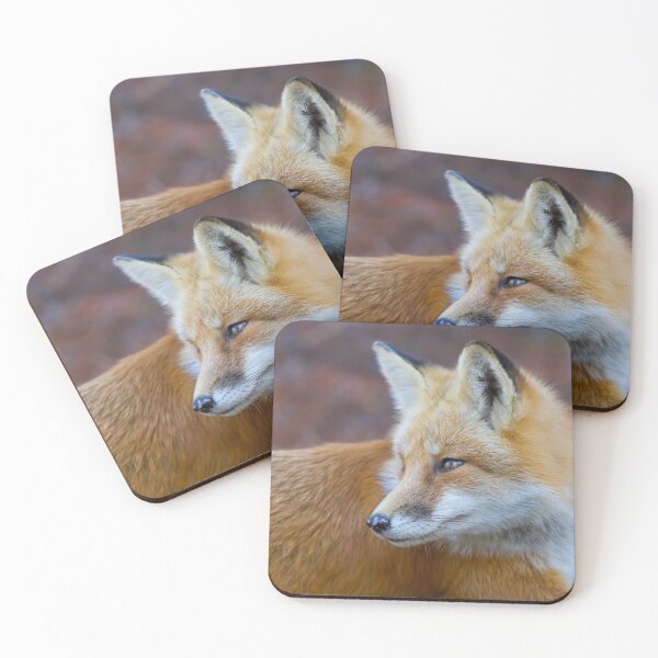 Item preview, Red fox in Algonquin Park designed and sold by James Cumming.