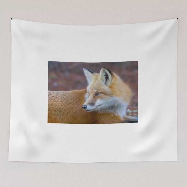 Item preview, Red fox in Algonquin Park designed and sold by James Cumming.