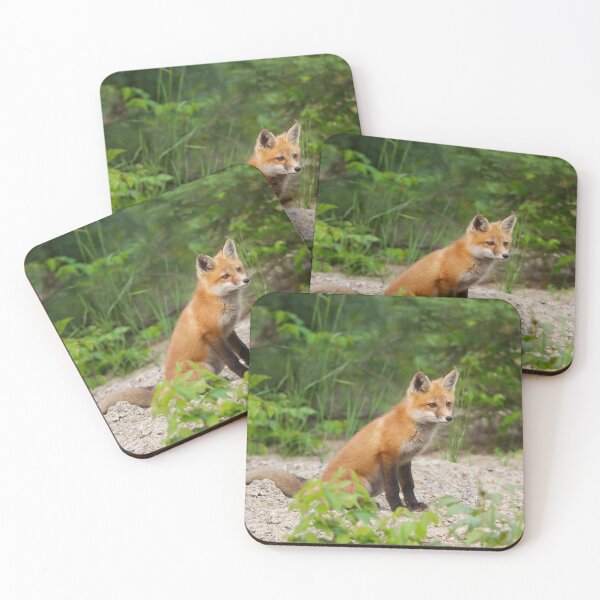 Item preview, Red fox kit - Algonquin Park, Canada designed and sold by James Cumming.