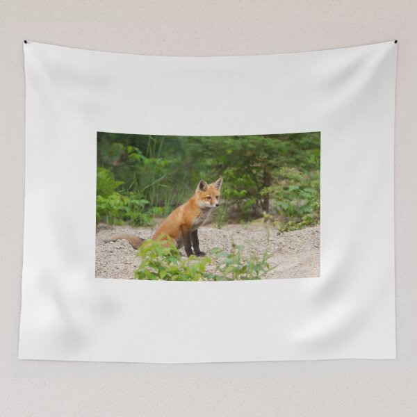 Item preview, Red fox kit - Algonquin Park, Canada designed and sold by James Cumming.