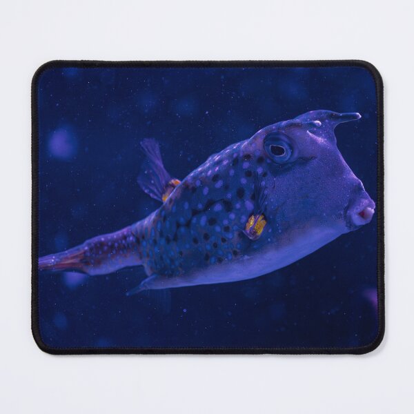 Item preview, Blue longhorn cowfish underwater designed and sold by Mutezone.