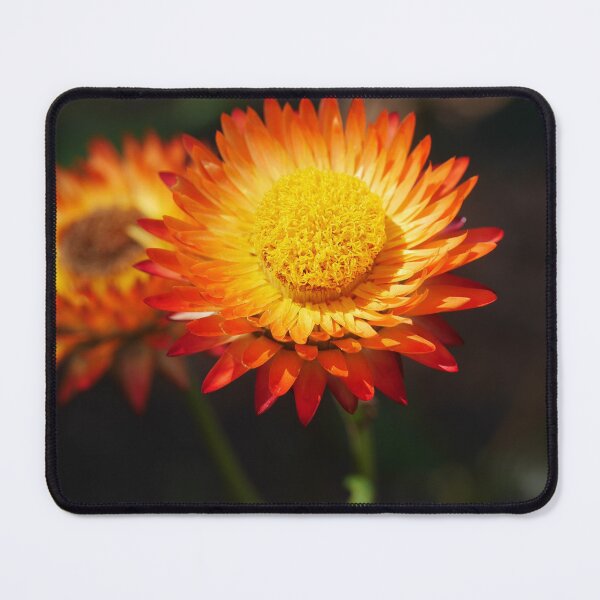 Item preview, Paper Daisy (5) designed and sold by Larry Davis.
