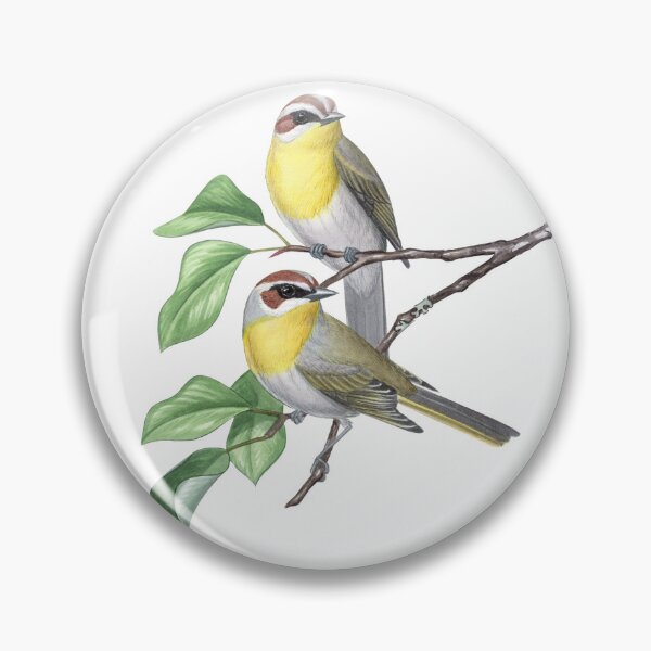 Item preview, Rufous-capped Warbler designed and sold by JadaFitch.