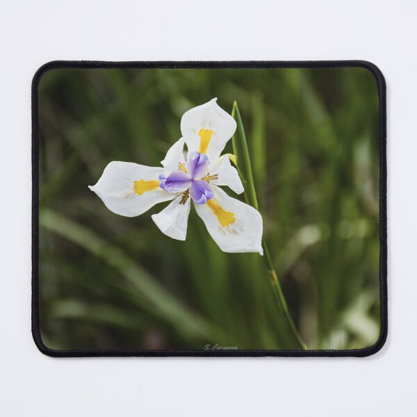Item preview, White Grandiflora Wild Iris Botanical Flower Art designed and sold by AuraInkSC.