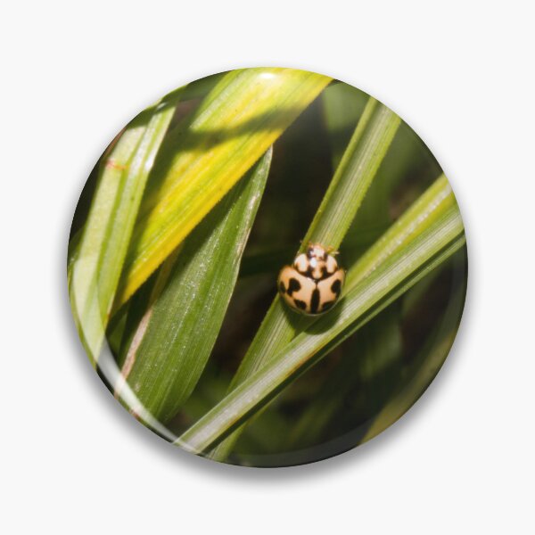 Item preview, Six-spotted Zigzag Ladybird Beetle designed and sold by ROSE ANN BANILAR.